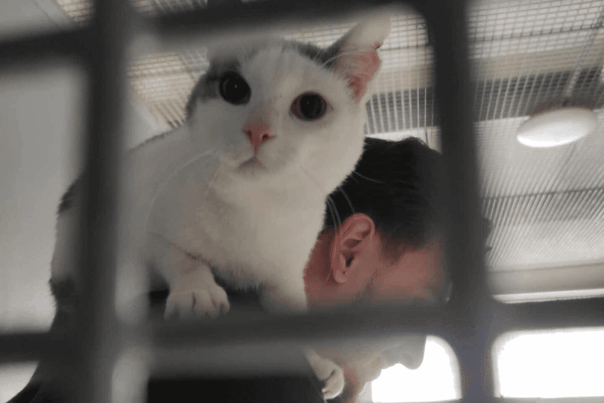 Studenci Filologii Angielskiej na festynie miejskim i w schronisku dla zwierząt